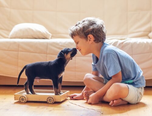 20 de febrero: Día mundial de amar a tu mascota