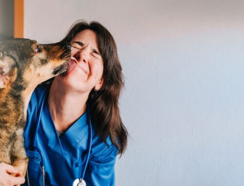 ¡Celebremos a los veterinarios!